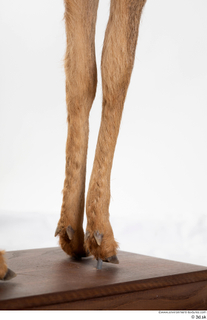 Deer doe leg 0058.jpg